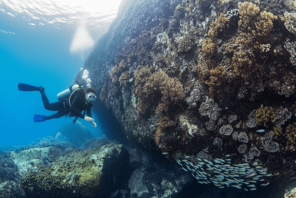 Wall diving at Hon Bac