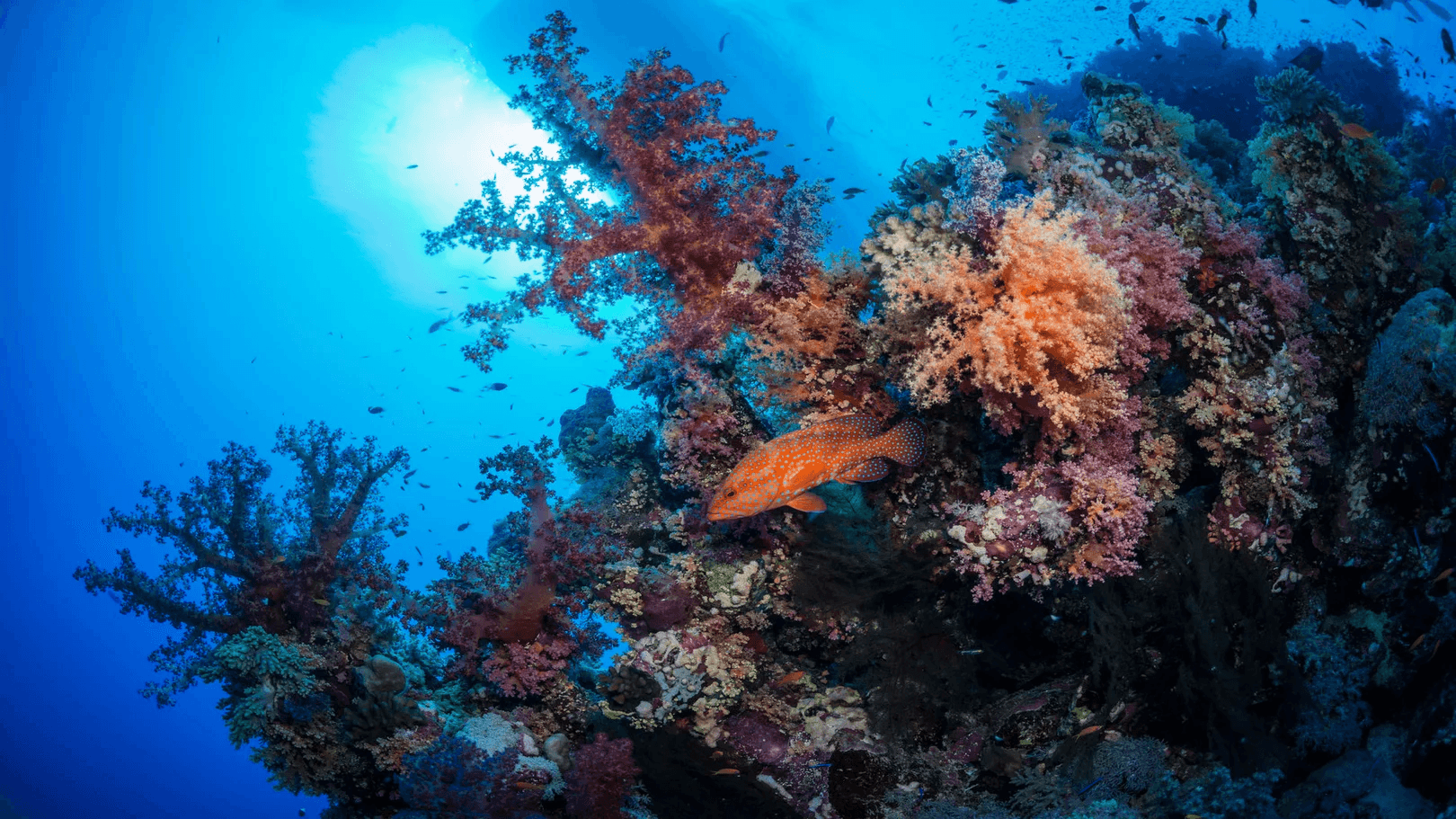 Clownfish & Anemones